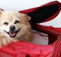Dog in duffel, representing pet preparedness