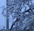 ice accumulation on a tree