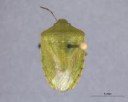 Southern Green Sting Bug
