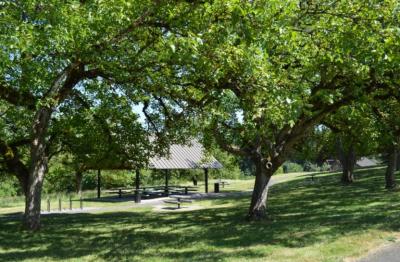 Walnut trees at Memorial Park