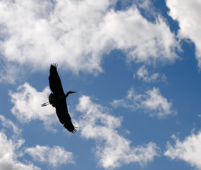 blue heron flying