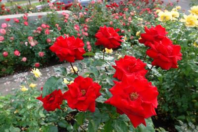 Red roses at Town Center Park. 
